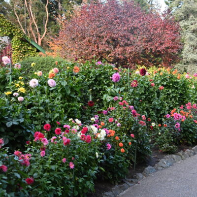 Landscaping with Flowers That Bloom in Fall